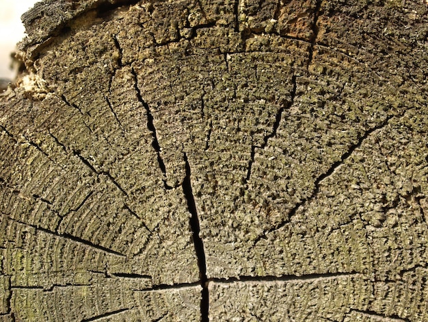 Fondo di struttura di legno marrone