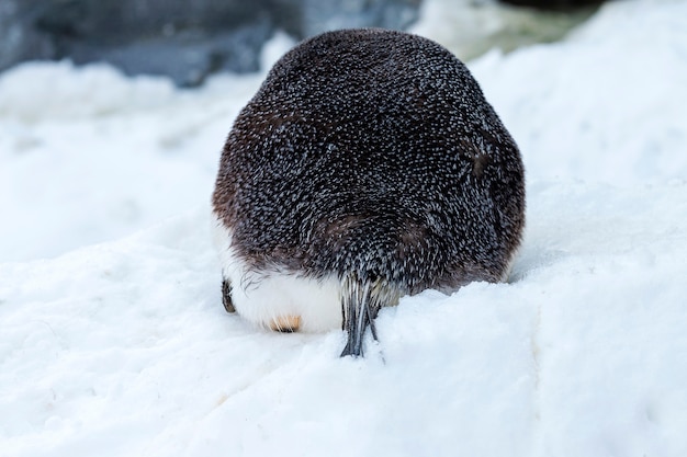 Fondo di un pinguino imperatore