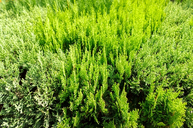 Fondo di vista superiore del ramo verde del thuja