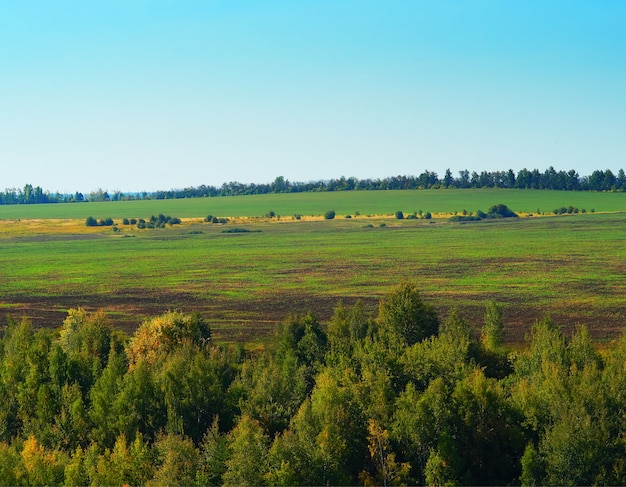 Fondo drammatico del paesaggio del prato e della foresta autunnale