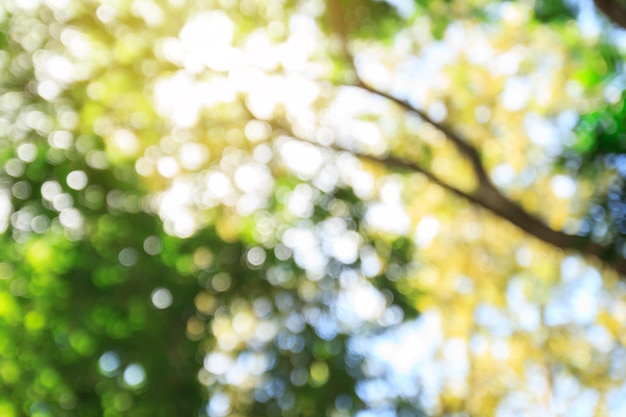 Fondo e struttura astratti del bokeh verde