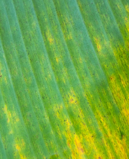 Fondo e struttura astratti di vecchia foglia della banana