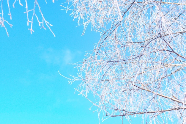 Fondo e struttura dei rami di betulla innevati contro il cielo blu.