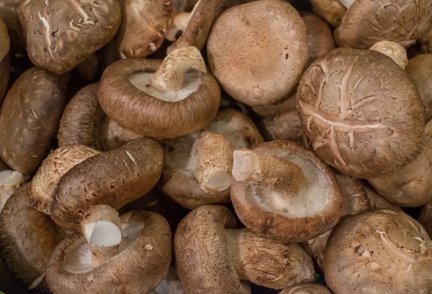 Fondo e struttura del fungo di Shiitake