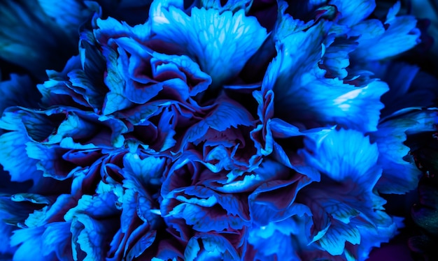 Fondo floreale astratto dei petali del fiore del garofano blu del fondo dei fiori macro contesto per il marchio di festa