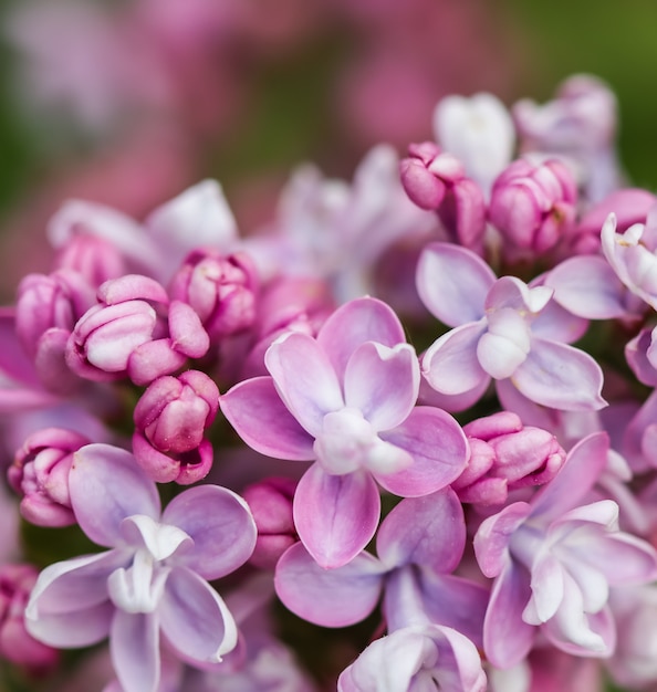 Fondo floreale del fiore lilla della spugna viola del ramo di fioritura