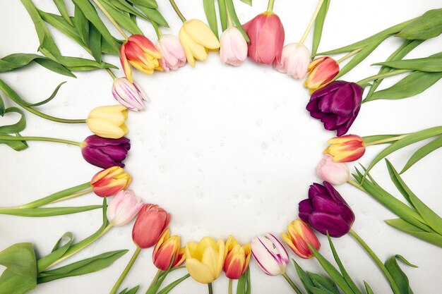 Fondo floreale della primavera con lo spazio della copia. Cornice piatta fatta di fiori di tulipani in fiore con gocce d'acqua, vista dall'alto, ampia composizione. Biglietto di auguri per la festa della donna, festa della mamma