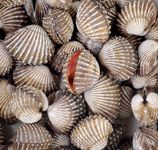 Fondo fresco dei frutti di mare dei cardi