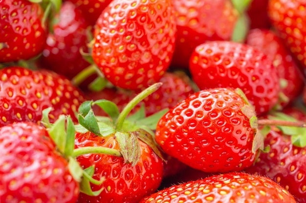 Fondo fresco della frutta della fragola organica Primo piano di vista superiore