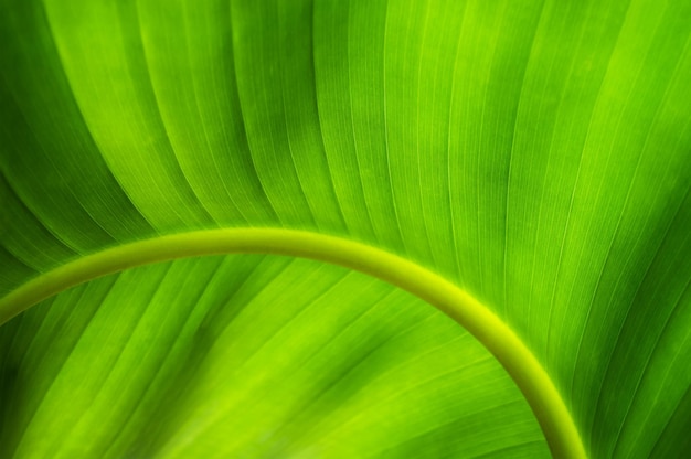 Fondo fresco della natura dell'estratto della foglia della banana