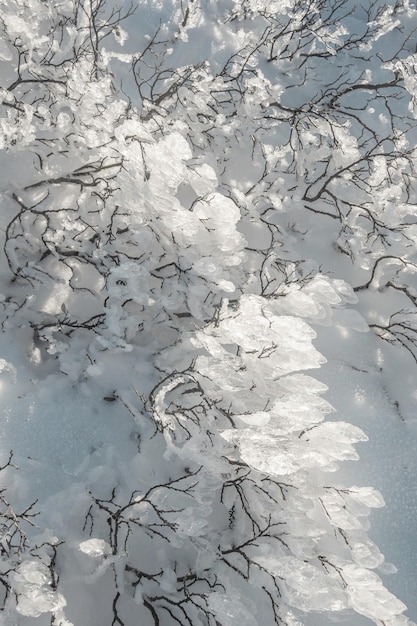 Fondo ghiacciato astratto della neve delle piante di inverno