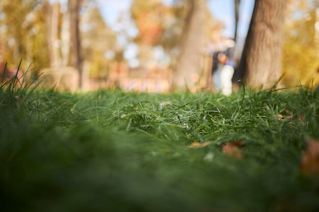 fondo giallo del parco del primo piano dell'erba verde