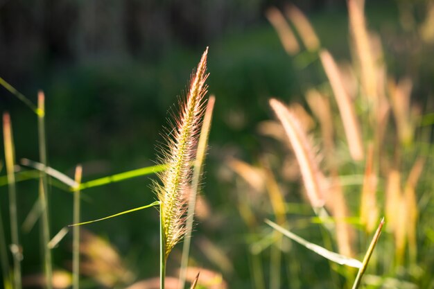 Fondo giallo della natura della luce del sole di impatto dell&#39;erba del fiore.