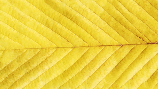 Fondo giallo di autunno di lerciume Fondo dorato della foglia