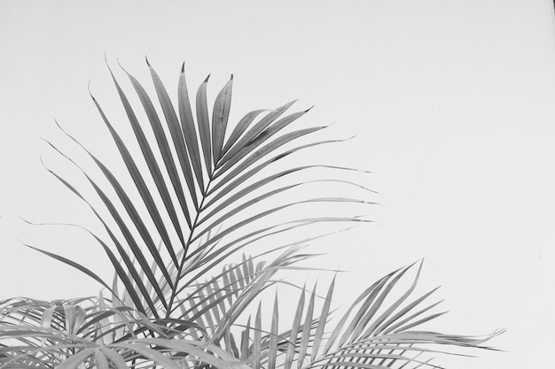 Fondo grigio astratto dell'ombra di tono monocromatico in bianco e nero delle foglie di palma