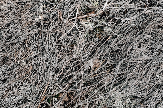 Fondo grigio astratto della foresta. Modello organico naturale