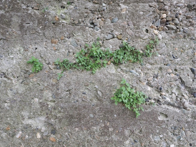 Fondo grigio di struttura del muro di cemento