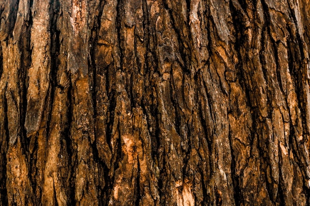 Fondo in legno di superficie dell'albero