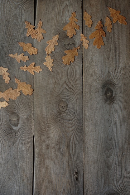 Fondo in legno, foglie di quercia, struttura in legno