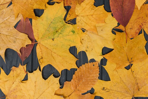 Fondo in legno scuro con foglie autunnali gialle