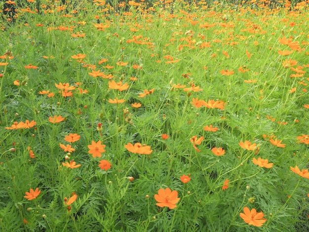 Fondo luminoso di estate con la calendula crescente dei fiori, tagete.