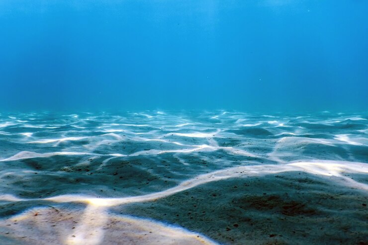 Foto fondo marino sabbioso vita marina, fondo subacqueo