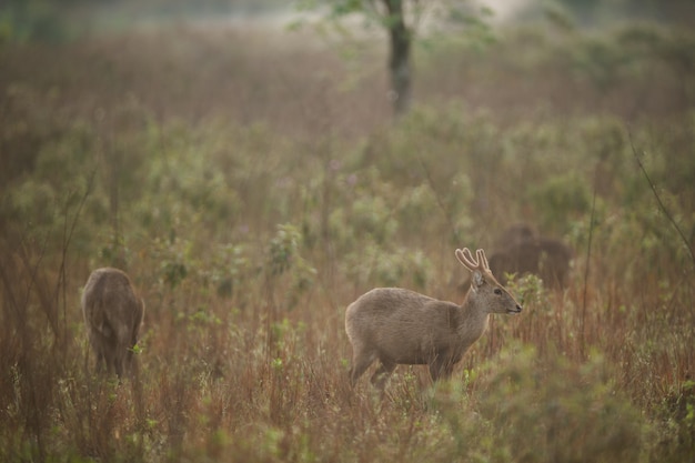 Fondo maschio dei cervi del maiale di mattina, santuario di fauna selvatica di Phukhieo, Tailandia