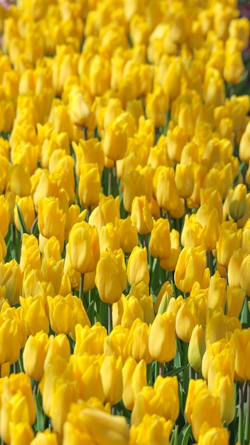 Fondo naturale della terra del giacimento di fiore del tulipano di freschezza naturale di bellezza.