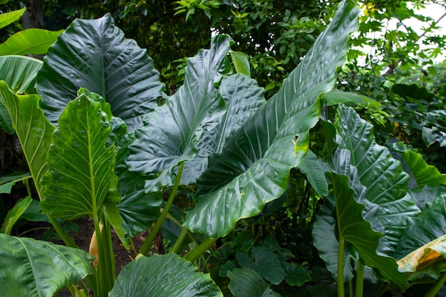 Fondo naturale di struttura dell'orecchio di elefante o di Alocasia verde