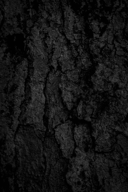 Fondo nero della corteccia di albero Struttura naturale bella vecchia corteccia di albero Secondo l'età dell'albero con una bella corteccia durante l'estate