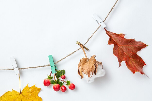 Fondo o insegna delle foglie di autunno. Foglie di acero e quercia, scatola di cotone su mollette su sfondo bianco. Mockup, piatto, vista dall'alto, copia spazio. Elemento decorativo autunnale.