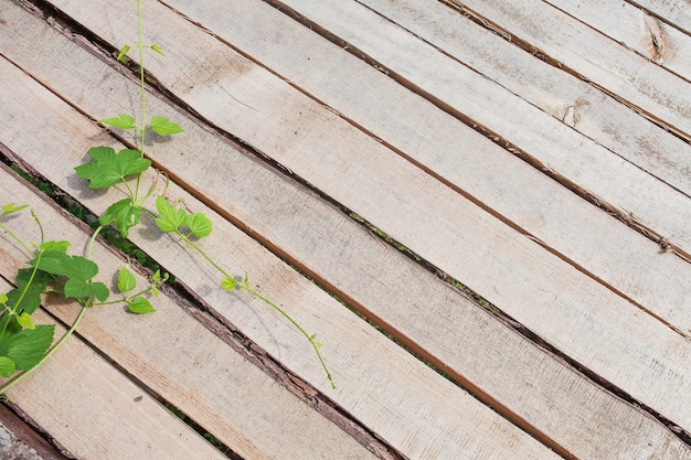 Fondo o struttura di legno del pavimento grezzo. Tavole disposte diagonali. Ramo verde dell'uva sui bordi