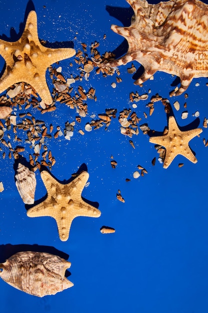 Fondo piatto con conchiglie di stelle marine su struttura di acqua blu con luce solare