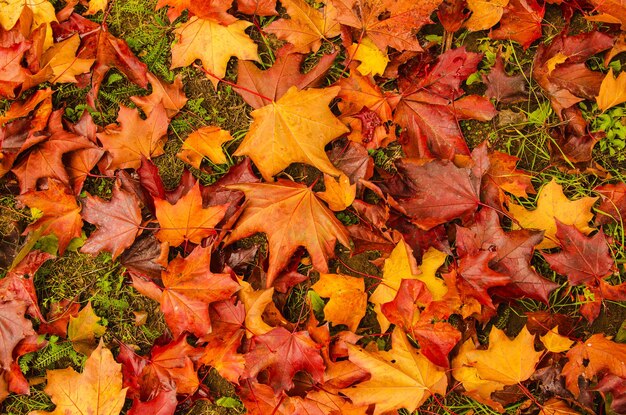 Fondo piatto naturale autunnale con foglie di acero rosse colorate su un'erba verde