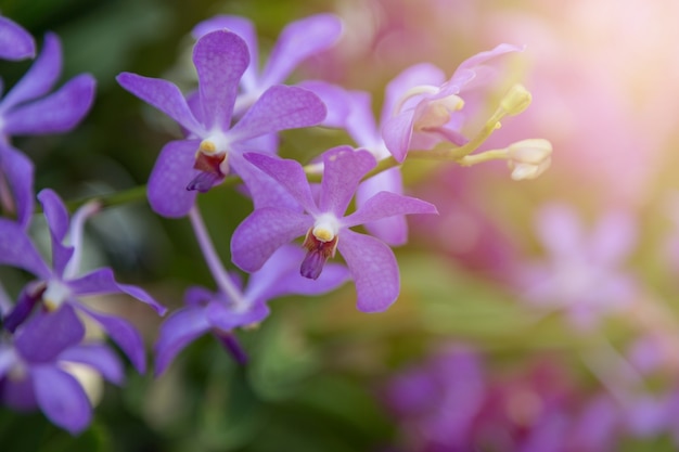 Fondo porpora della natura del fiore delle orchidee