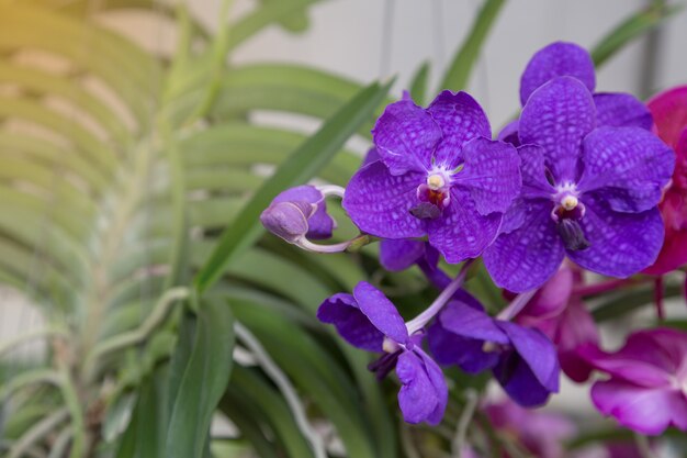 Fondo porpora della natura del fiore delle orchidee