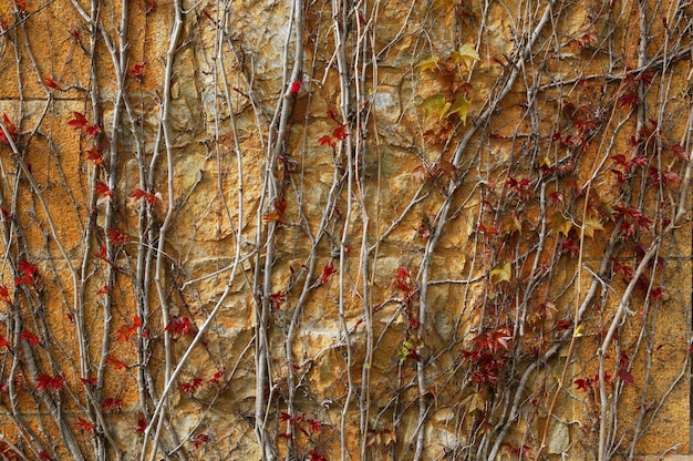 Fondo rampicante di struttura della parete della pianta di autunno