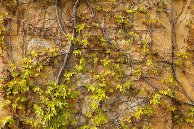 Fondo rampicante di struttura della parete della pianta di autunno