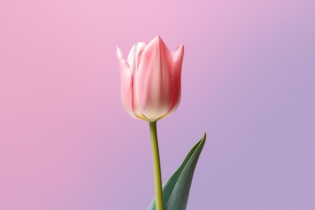 Fondo rosa del fiore del tulipano