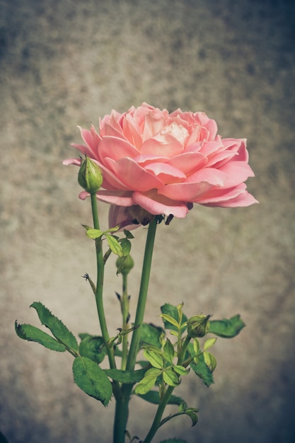 Fondo rosa delle rose, profondità di campo bassa. Retro filtro instagram vintage