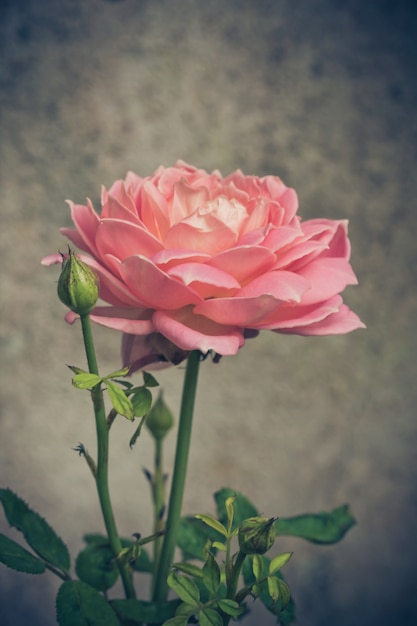 Fondo rosa delle rose, profondità di campo bassa. Retro filtro instagram vintage