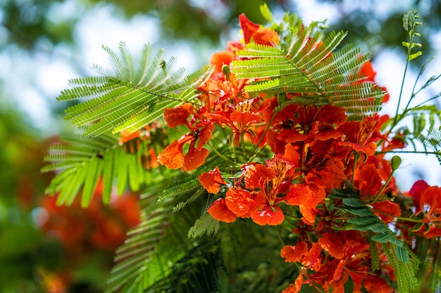 Fondo rosso dei fiori del pavone del fiore in estate