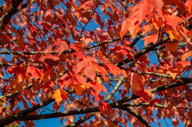 Fondo rosso dell&#39;albero di autunno della foglia di acero