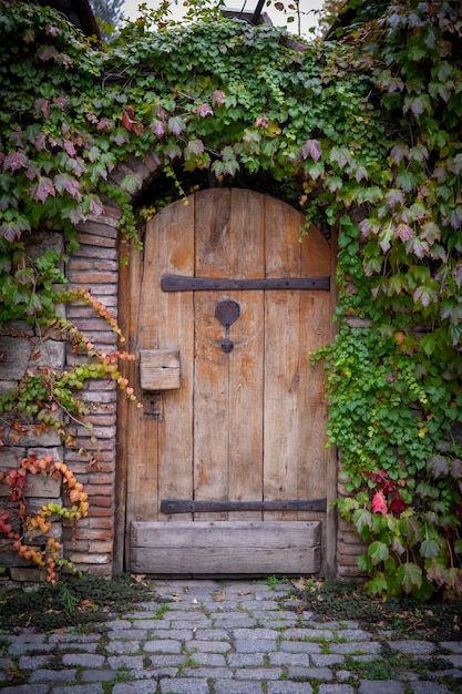 Fondo rosso di vecchia struttura del muro di mattoni dell'annata. Vista ravvicinata di un muro di mattoni in pietra con uva arricciata sul muro. Foglie rosse e verdi dell'uva, edera. Vecchia porta d'epoca in legno. Foto di alta qualità