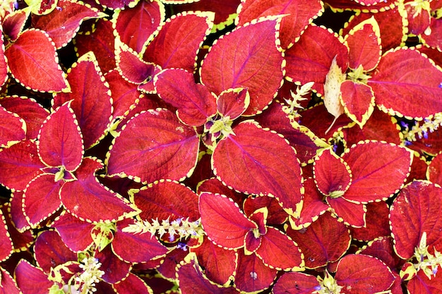 Fondo rosso luminoso del coleus. Pianta ornamentale Coleus da vicino