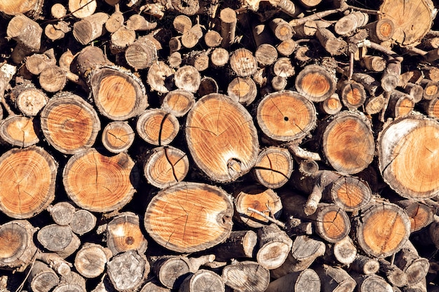 Fondo rotondo del ceppo di legno del tek. Pila di legna da ardere naturale