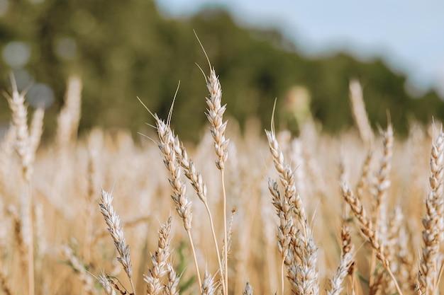 Fondo rurale con i campi di grano dorato dell'agricoltore per la raccolta. Sfondo sfocato di alberi verdi.