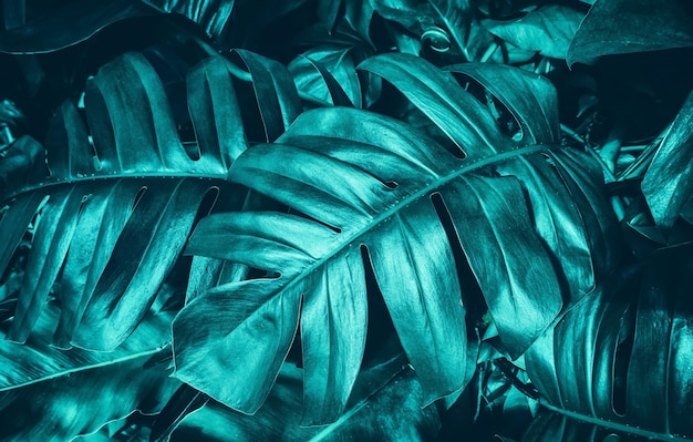 Fondo scuro della natura della pianta di monstera del fogliame tropicale