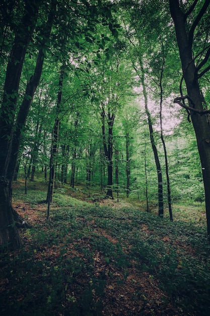 Fondo scuro mistico profondo della foresta con molti alberi