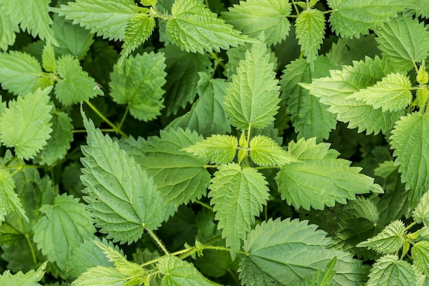 Fondo selvatico di Urtica dell'ortica